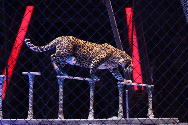 Леопарды под куполом цирка: премьера шоу &laquo;Баронеты&raquo; (ФОТО) - фото 47