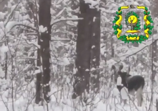 Лоси попали на камеру в лесах Нижегородской области - фото 1