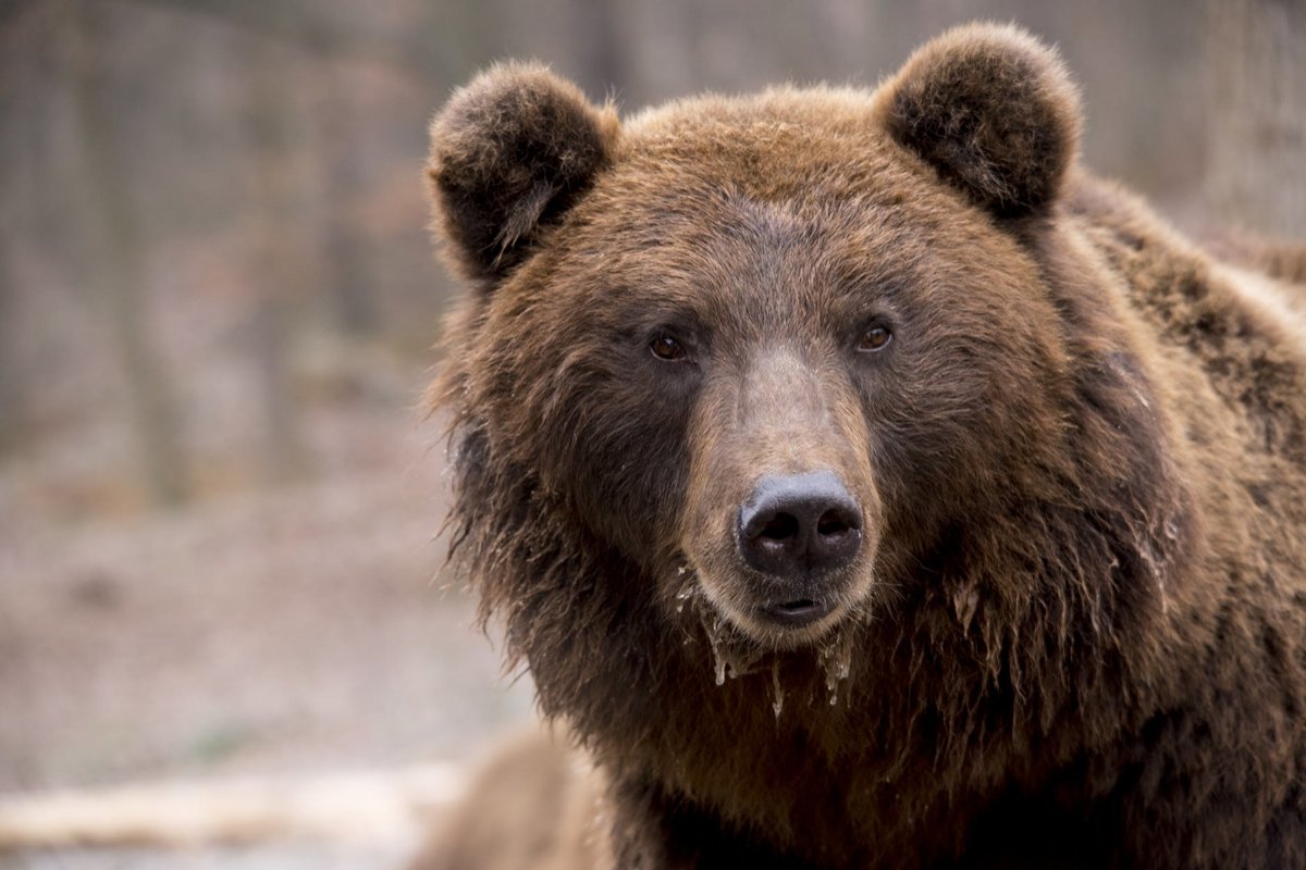 Медведь, который испугал саровчанку, разово посетил окрестности закрытого города - фото 1