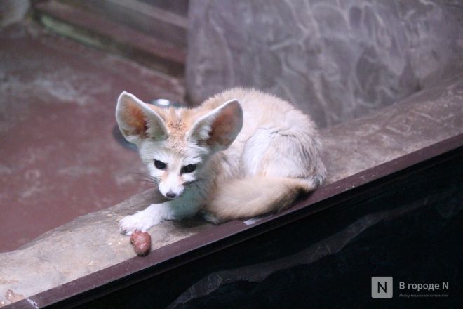 Фоторепортаж из &laquo;Лимпопо&raquo;: как животные подготовились к зиме в нижегородском зоопарке - фото 38