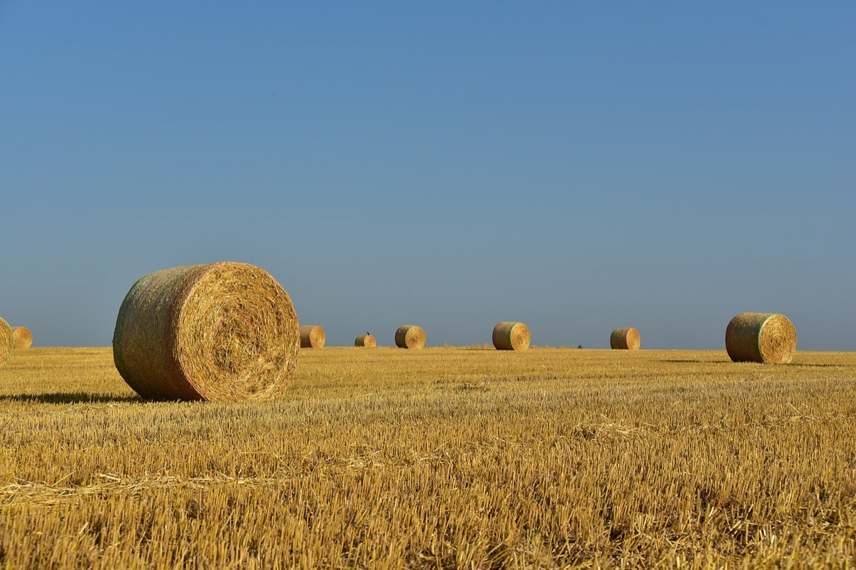 Более 230 тонн сена заготовили нижегородские фермеры - фото 1