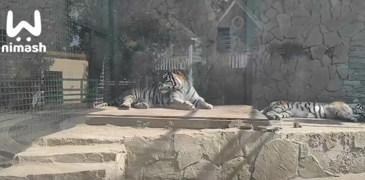 Любовный четырехугольник между хищниками заметили в нижегородском зоопарке - фото 1