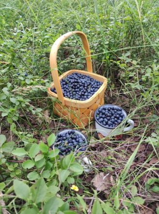 Нижегородский мэр Шалабаев показал, что нашли его дети в лесу - фото 3
