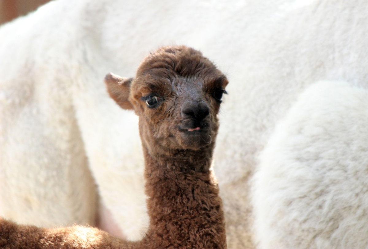Малыш альпака родился в нижегородском зоопарке - фото 1