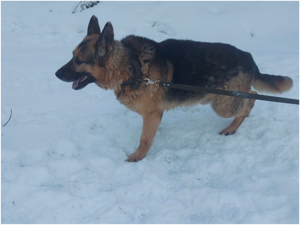 Служебным собакам-пенсионерам ищут новых хозяев в Нижегородской области - фото 1