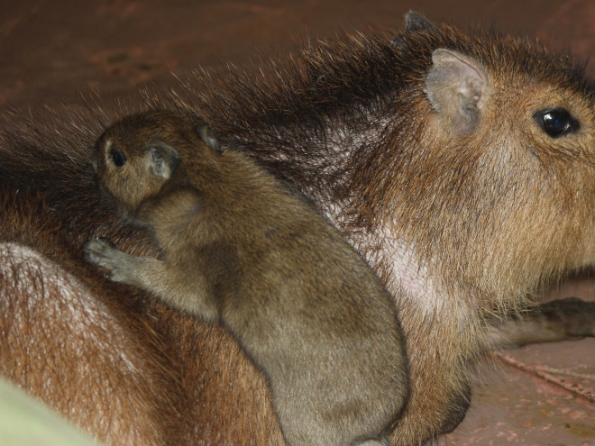 Малыш капибары родился в нижегородском зоопарке - фото 1