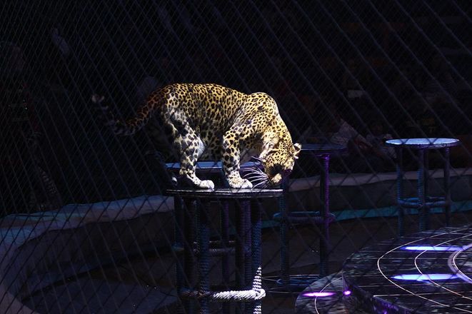 Леопарды под куполом цирка: премьера шоу &laquo;Баронеты&raquo; (ФОТО) - фото 49