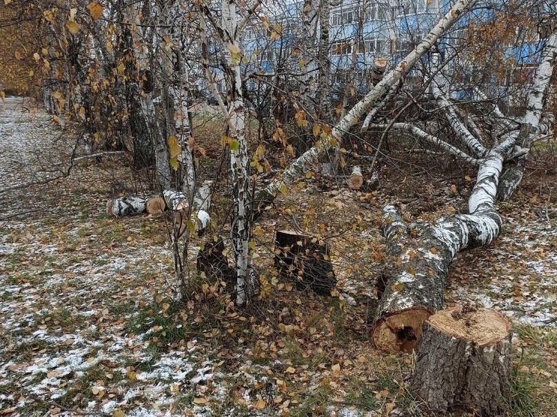 Власти объяснили вырубку деревьев у ЖК &laquo;Окский берег&raquo; в Нижнем Новгороде - фото 1