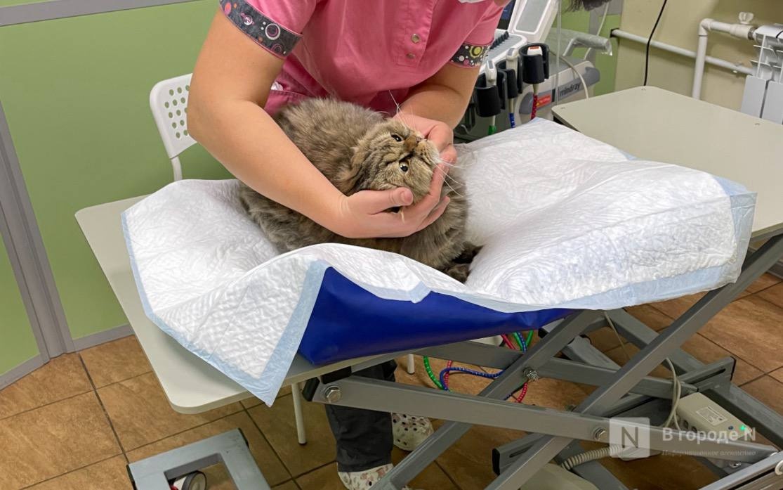 Ветклиника в Нижнем Новгороде попалась на продаже лекарств без лицензии - фото 1