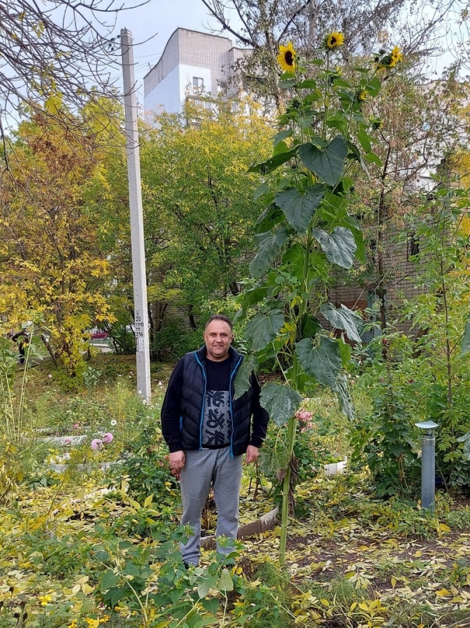 Гигантский четырехметровый подсолнух вырос в Дзержинске - фото 1