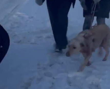 Привязал к машине и поехал: нижегородец жестоко поиздевался на собакой - фото 1