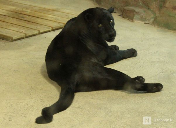 Обитатели нижегородского зоопарка &laquo;Лимпопо&raquo; подготовились к зиме - фото 4