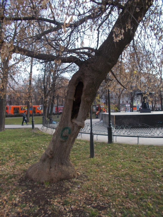 В центре Нижнего Новгорода вырубят 1,5 тысячи деревьев - фото 2