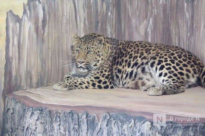 Новоселье больших кошек: уникальные вольеры появились в нижегородском зоопарке - фото 20