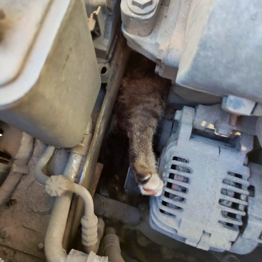 Застрявшего в двигателе автомобиля кота спасли в Ленинском районе - фото 2