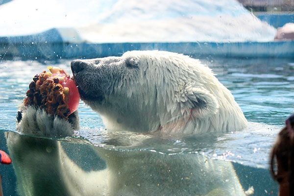 Животных нижегородского зоопарка спасают от жары фруктовым льдом - фото 3