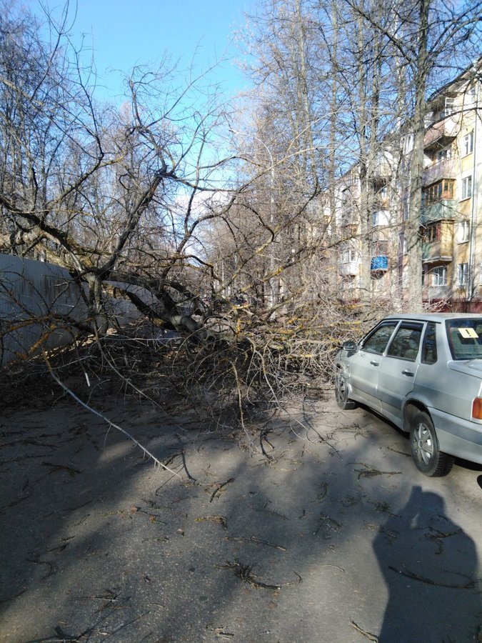 В Нижегородской области из-за ветра выключается электричество и рушатся деревья - фото 4