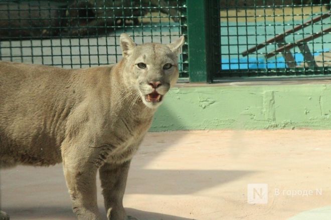 Новоселье больших кошек: уникальные вольеры появились в нижегородском зоопарке - фото 5