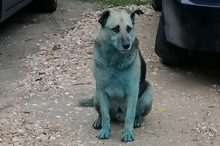 Зоозащитники поймали и обследовали голубую собаку в Дзержинске