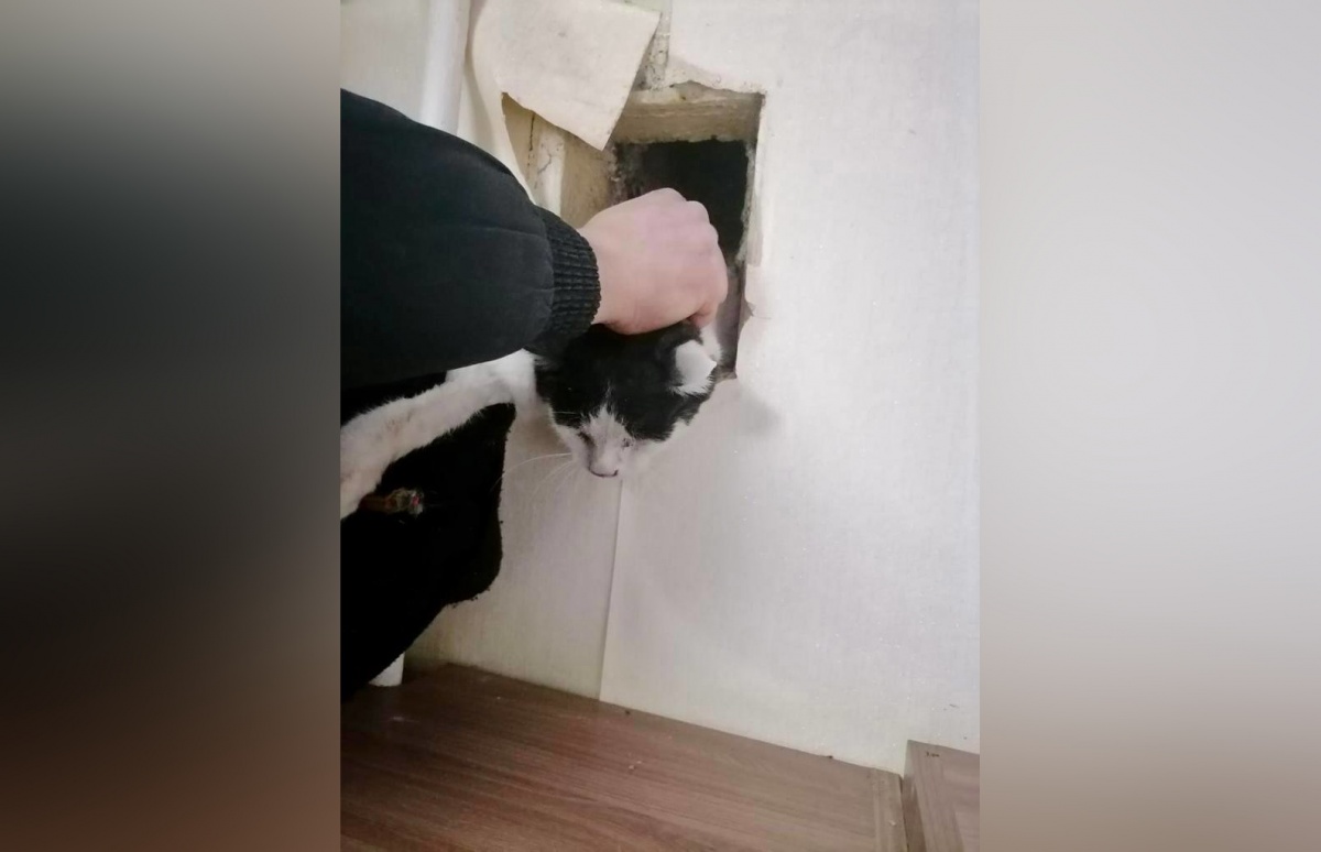 Застрявшего в вентиляции кота спасли в Нижнем Новгороде - фото 1