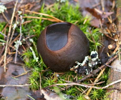 Редчайший гриб обнаружили на новом месте в Нижегородской области - фото 1