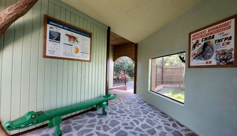 Амурский тигр отпраздновал новоселье в нижегородском &laquo;Лимпопо&raquo; - фото 3