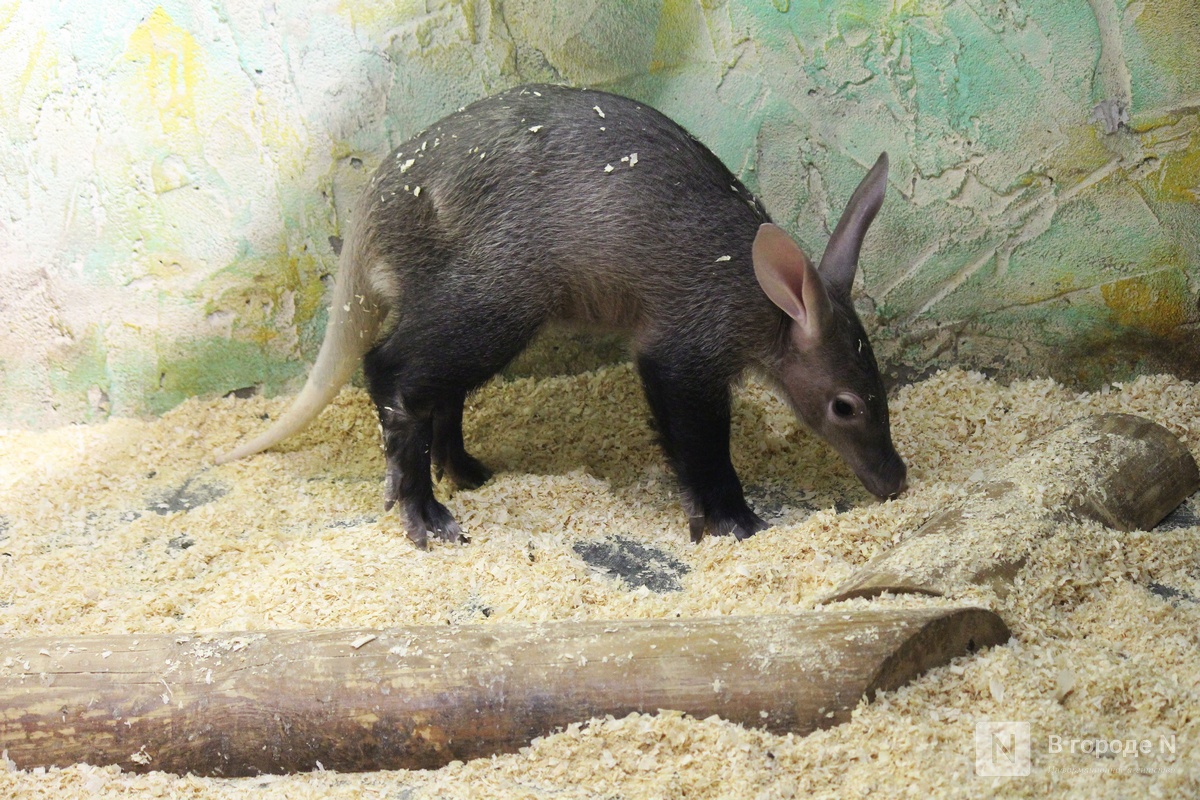 Детки в объективе: показываем милых малышей, которые родились в нижегородском зоопарке «Лимпопо» - фото 2