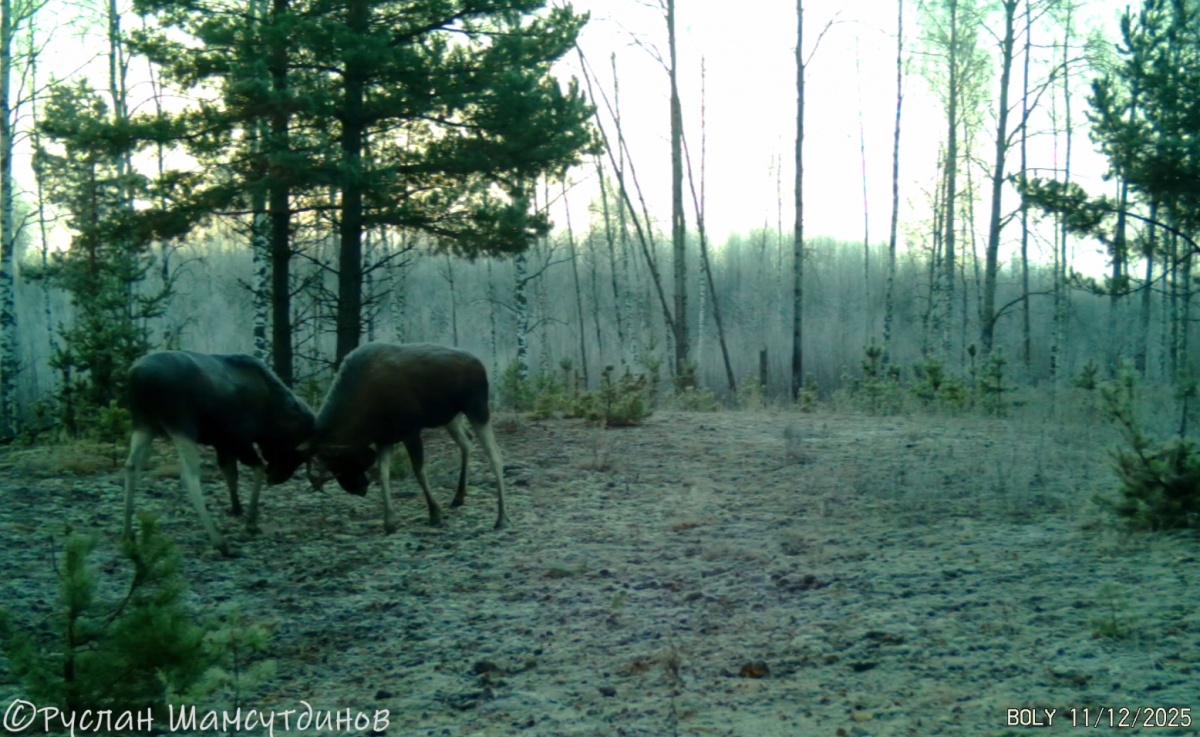 Два дерущихся лося попали на камеру в лесу Нижегородской области - фото 1