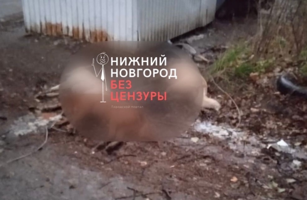 Четырех собак нашли мертвыми около мусорки в Нижнем Новгороде - фото 1
