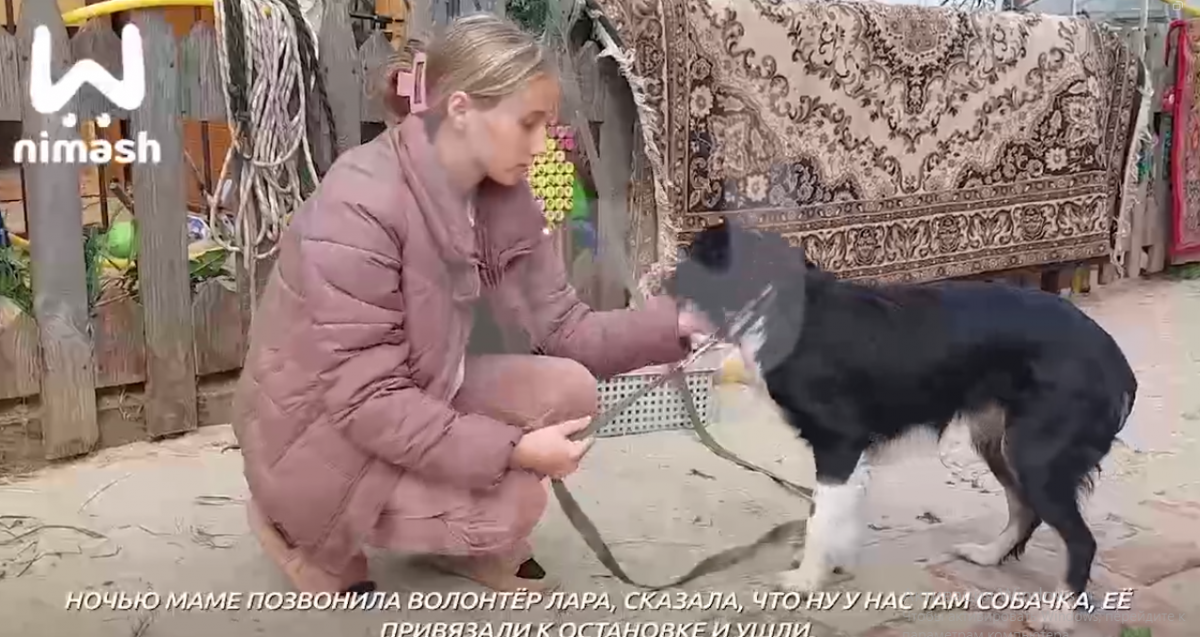Брошенная на остановке в Нижнем Новгороде собака нашла новую семью - фото 1