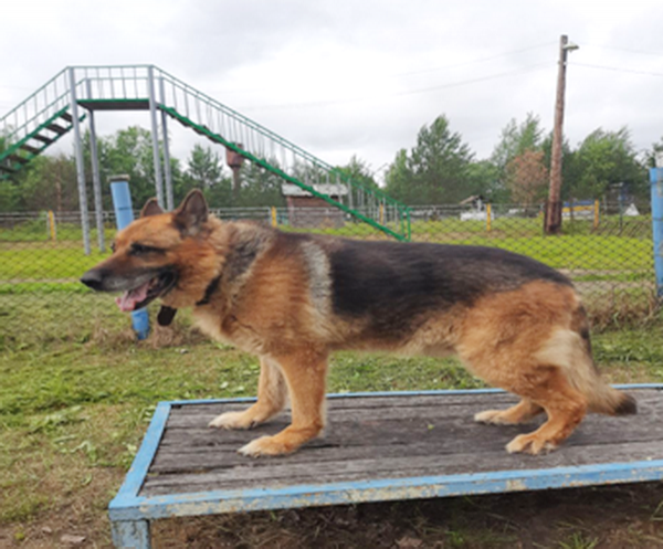 Новых хозяев ищут для служебных собак в Нижегородской области - фото 3