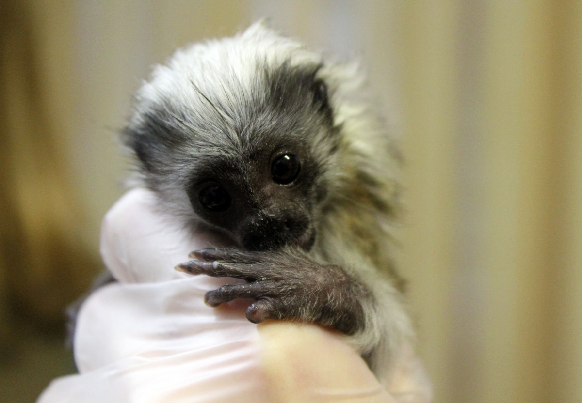 Новорожденного 30-граммового тамарина спасли в нижегородском &laquo;Лимпопо&raquo; - фото 1