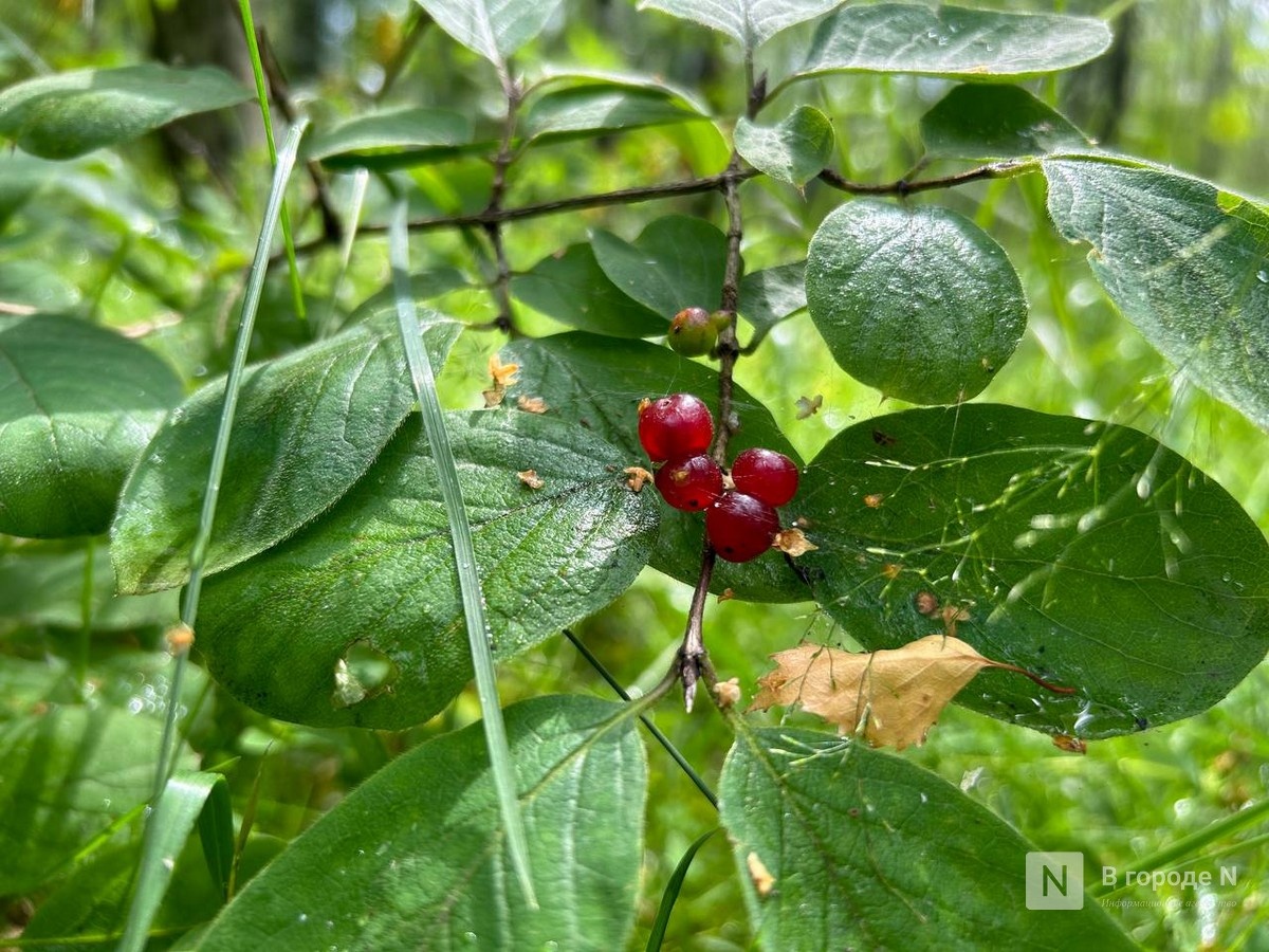 Нижегородцы коробками и ведрами собирают клюкву в лесах