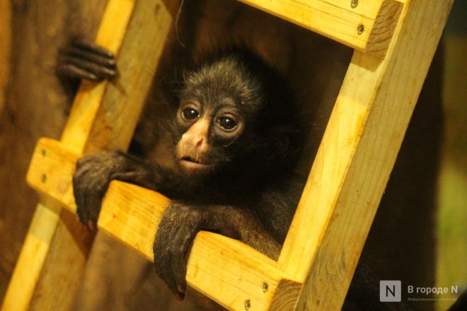 Детки в объективе: показываем милых малышей, которые родились в нижегородском зоопарке «Лимпопо» - фото 73