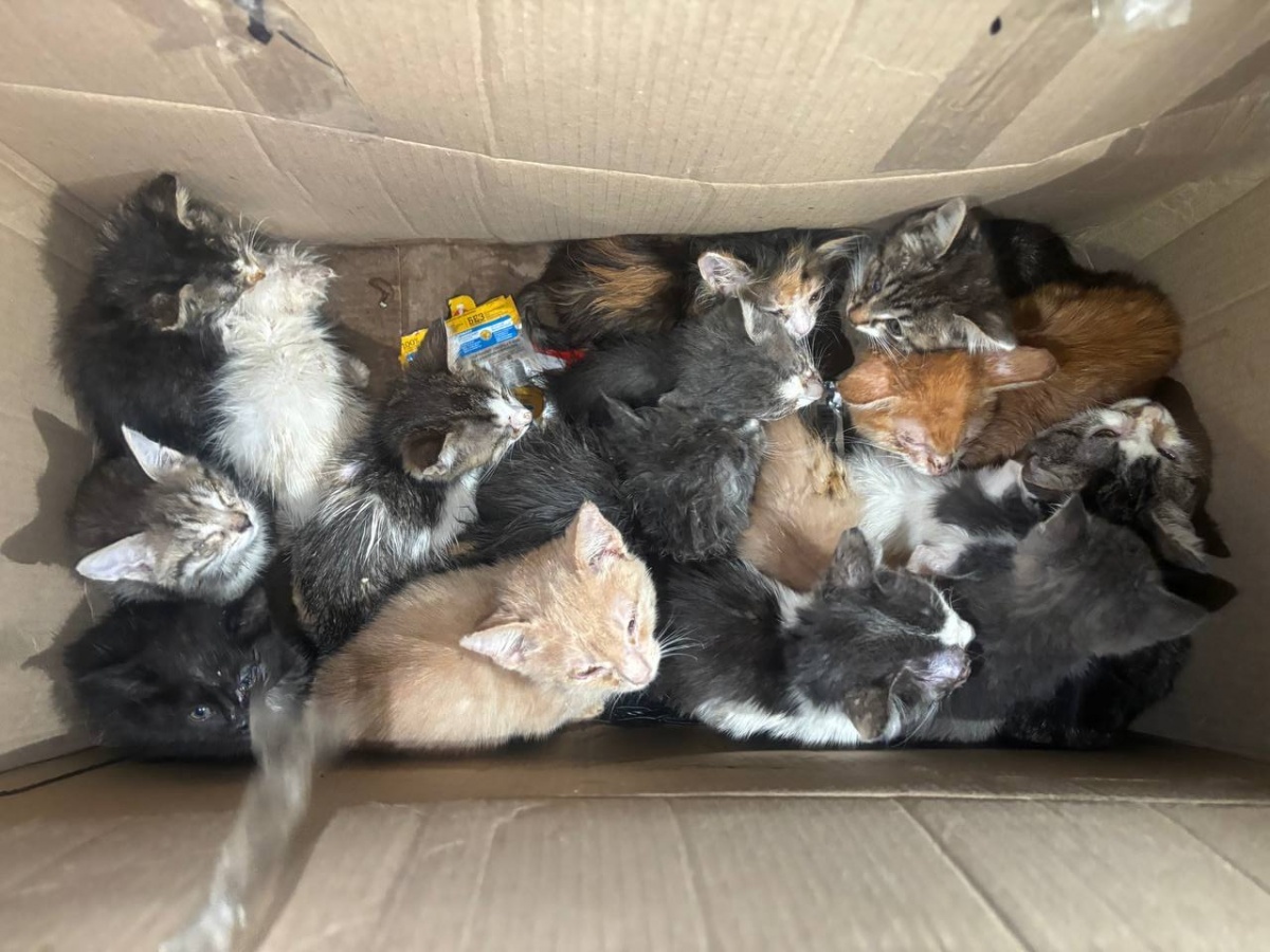 Саплина рассказала о судьбе нижегородского живодера в шинели