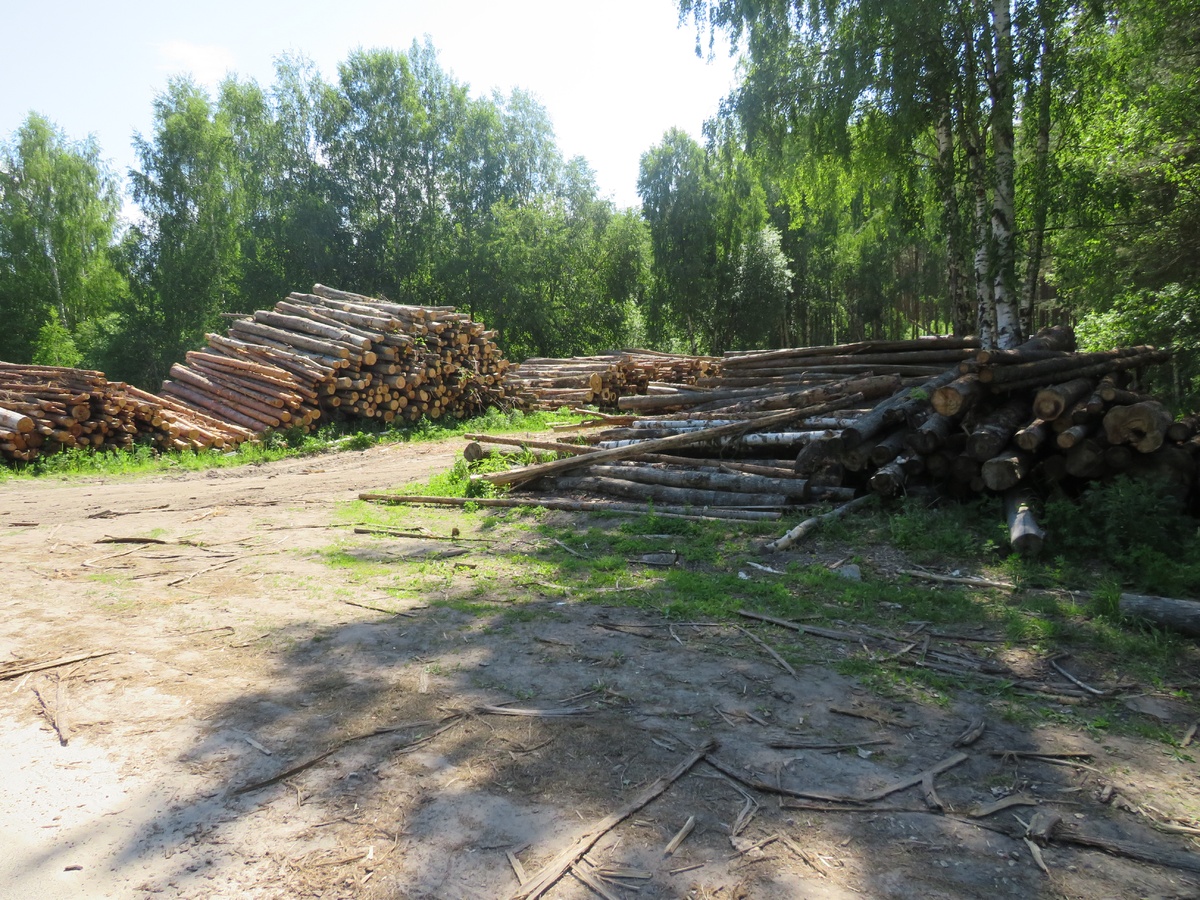 20 кубометров леса похитили в Дивеевском районе - фото 1