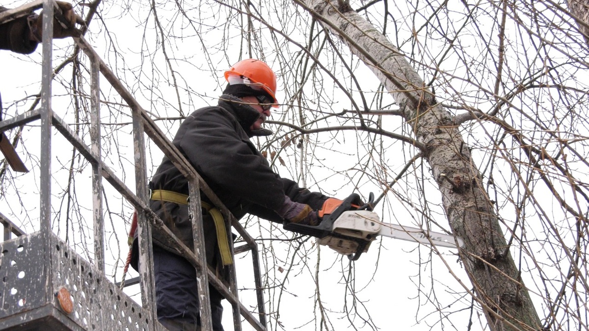 Сухие деревья вырубят и кронируют в Дзержинске - фото 1
