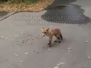 Голодная лиса вышла к людям в Нижнем Новгороде - фото 1