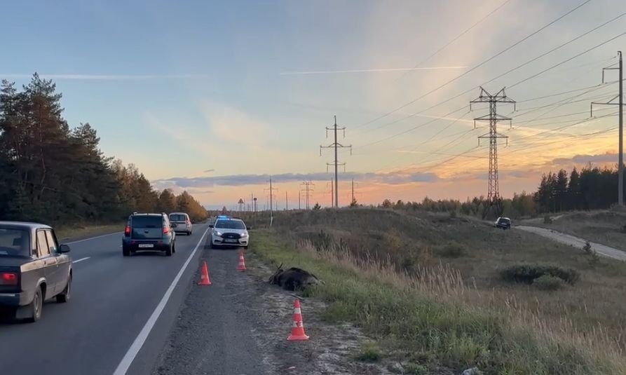 Водитель легковушки пострадал в ДТП из-за лося в Нижегородской области - фото 1