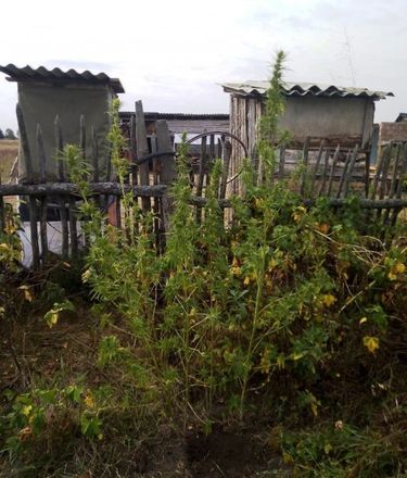 Иностранец вырастил 29 кустов конопли в Лукояновском районе - фото 1