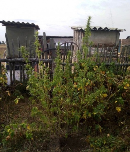 Иностранец вырастил 29 кустов конопли в Лукояновском районе