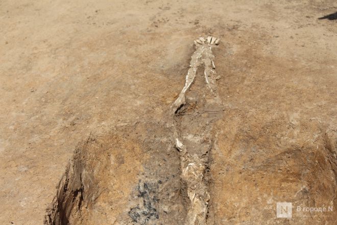 Могилы коней и старинные монеты: фоторепортаж с археологических раскопок в Нижегородской области - фото 18