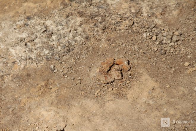 Могилы коней и старинные монеты: фоторепортаж с археологических раскопок в Нижегородской области - фото 126