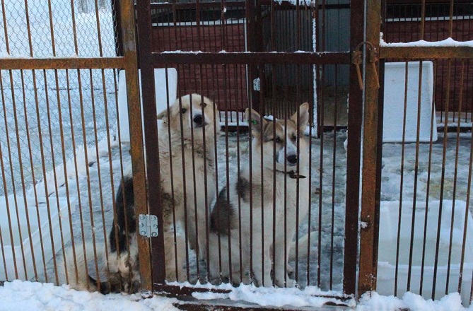 Бродячие собаки исчезнут с нижегородских улиц к ЧМ-2018 - фото 1