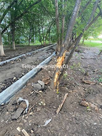 Подрядчик повредил деревья при прокладке тротуара на Казанском шоссе - фото 6