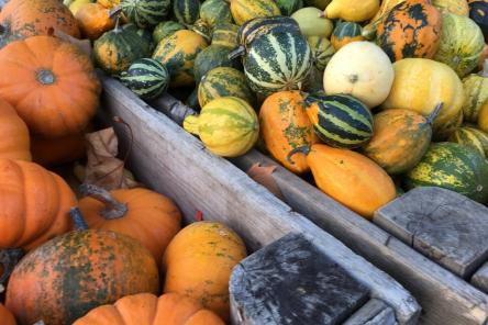 Как выбрать идеальную тыкву к Хэллоуину
