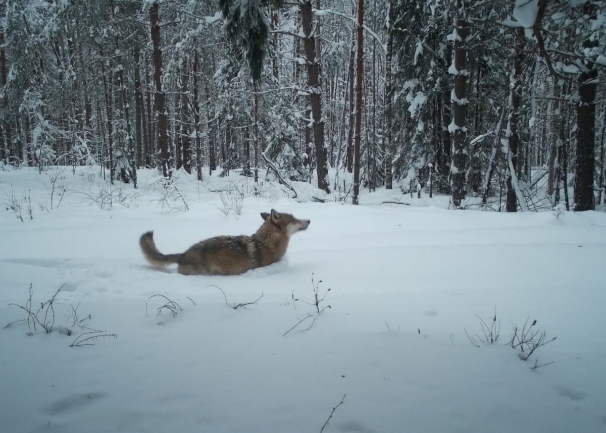 Рекорд по глубине снега установлен в Керженском заповеднике  - фото 1