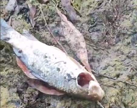 Массовая гибель рыбы произошла в пруду в Арзамасе - фото 1