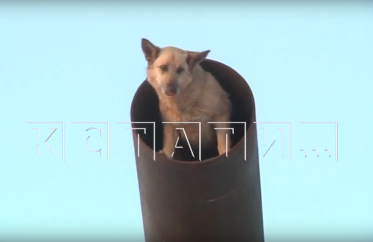 Собака застряла в трубе на Гребном канале в Нижнем Новгороде - фото 1